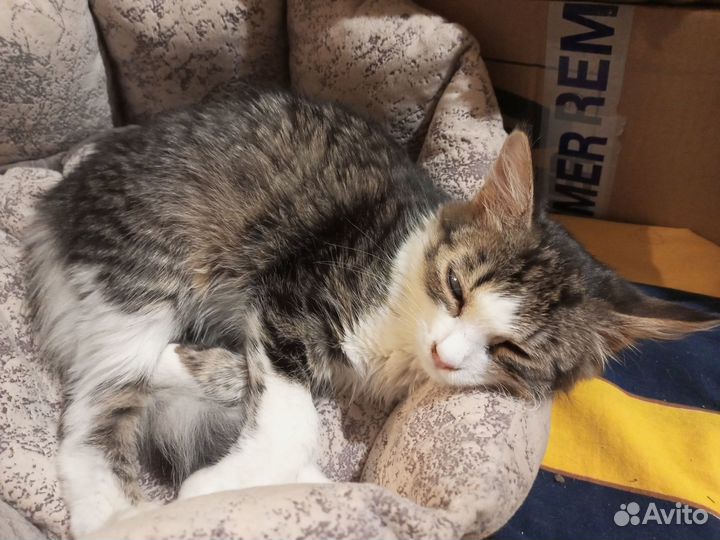 Котенок Алиса