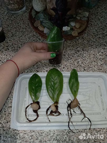 Замиокулькасы