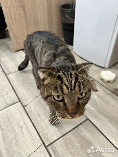 Отдам кота в заботливые руки