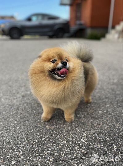 Вязка собак шпиц кабель ищет невесту