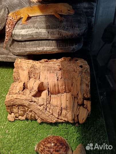 Ящерица эублефар