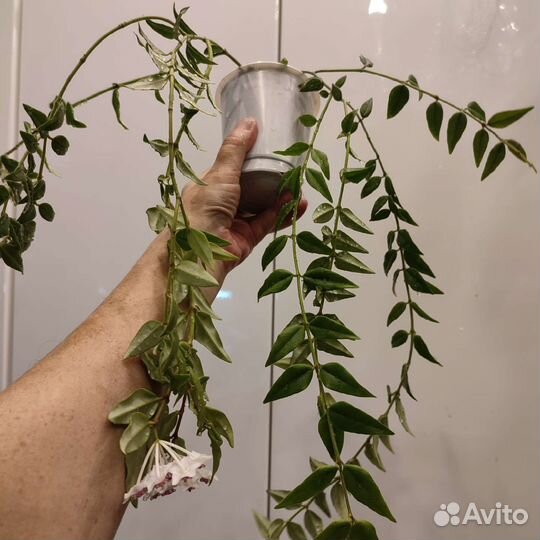 Разные комнатные цветы 3