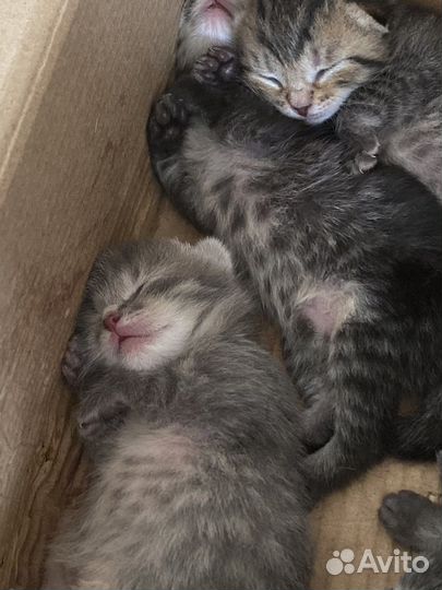 Котята в добрые руки приучены к лотку