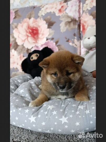 Четвероногий друг в семью