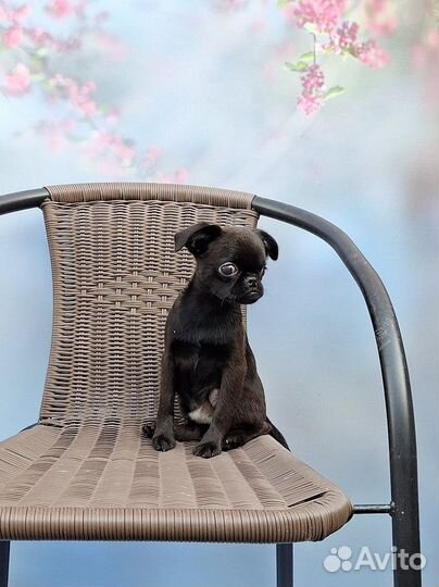 Чудесные щенки пти-брабансон и гриффон, мальчики