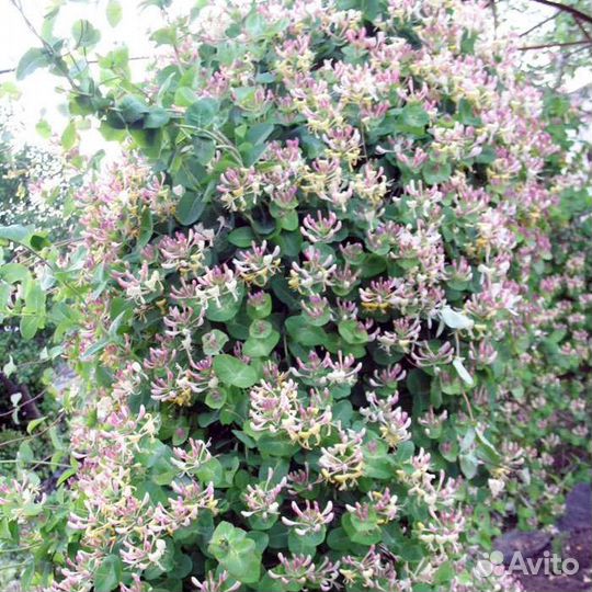 Хоста и каприфоль