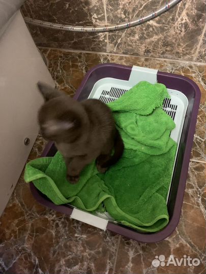 Бурманские котята