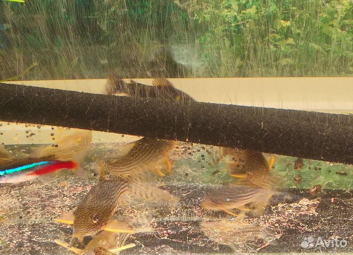 Сомики коридорасы