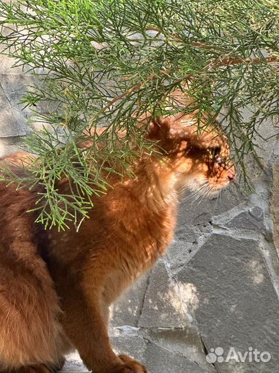 Кот Сомали в добрые руки