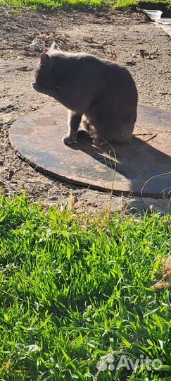 Кошки в добрые руки бесплатно