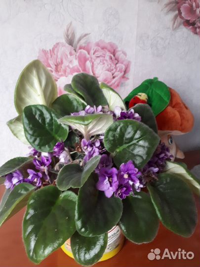 Герань пеларгония,фиалка сентполия