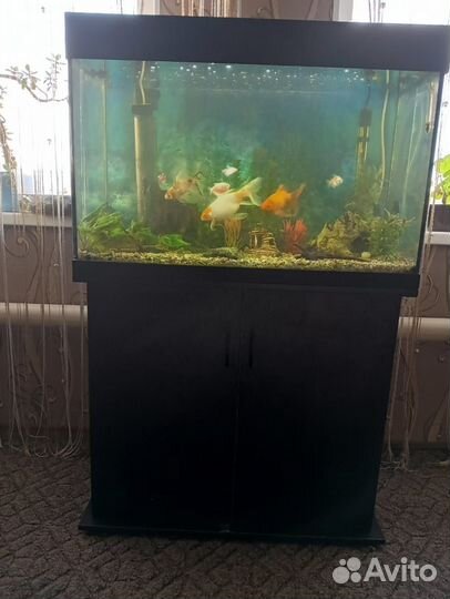 Аквариум