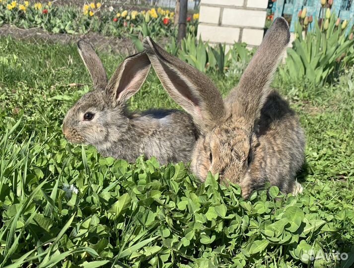 Кролики