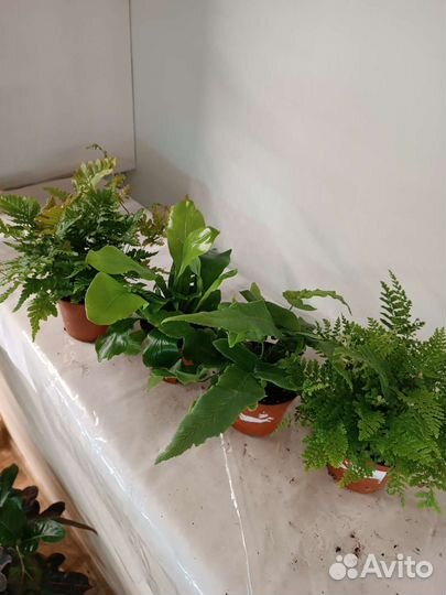 Папоротники в ассортименте