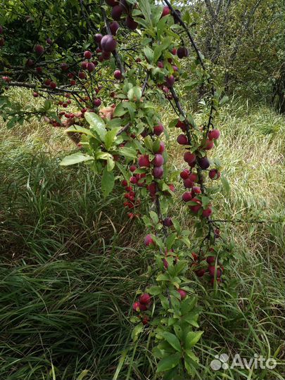 Алыча самосбор