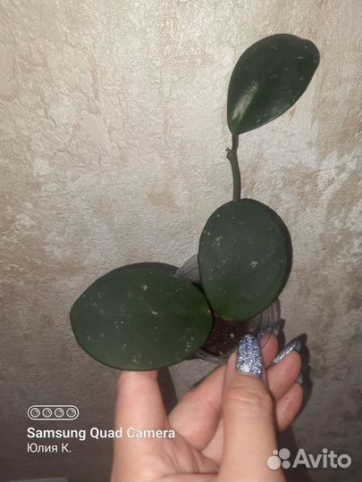 Хойя