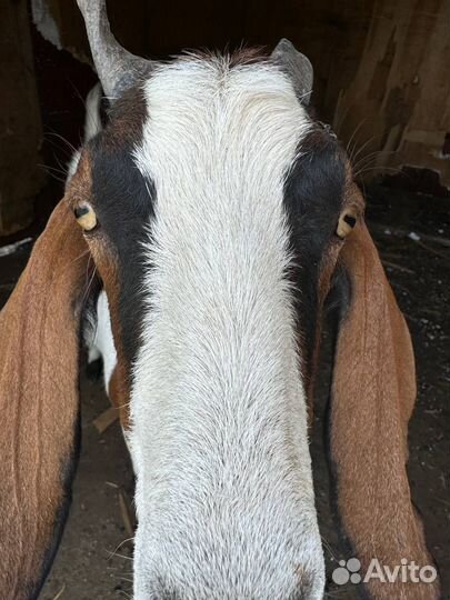 Англо нубийские козы дойные