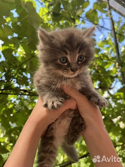 Отдам котенка в добрые руки