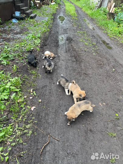 Щенки, одам бесплатно