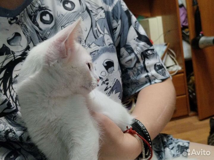 Белая кошечка