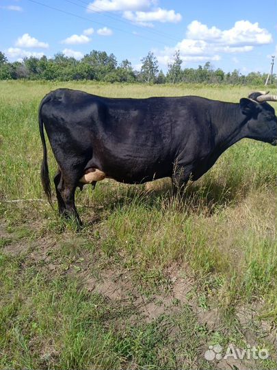 Корова дойная