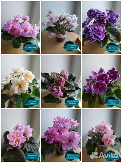 Сортовые фиалки