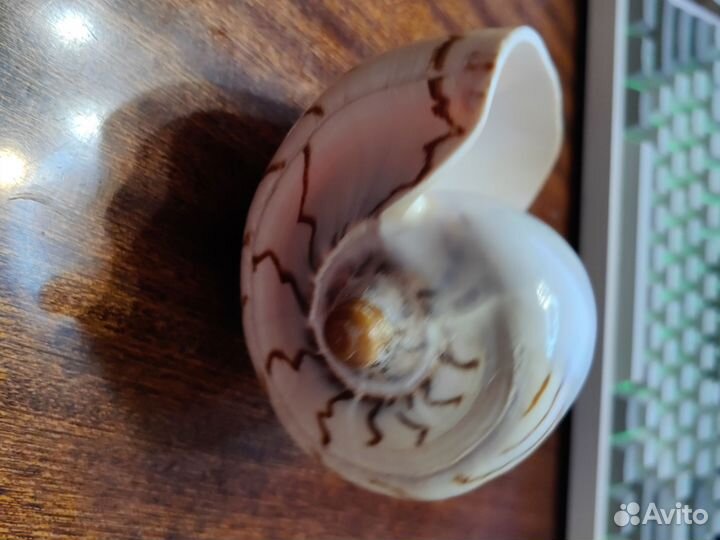 Ракушка натуральная