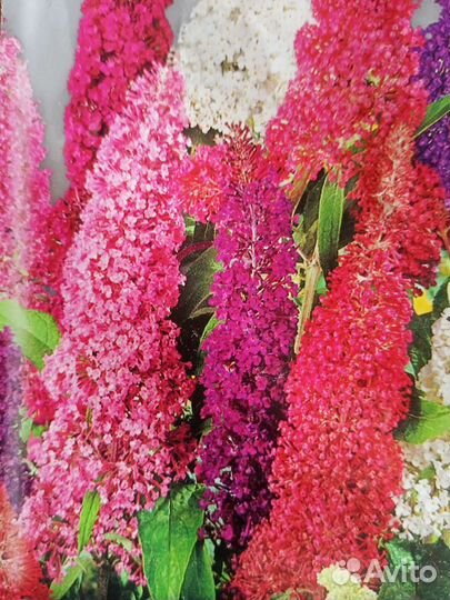 Буддлея Давида