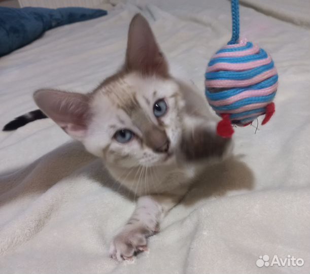 Бенгальские котята с документами