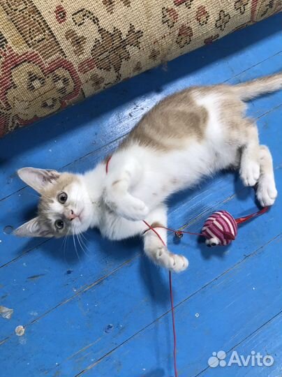 Отдам котенка бесплатно (Могу привезти)