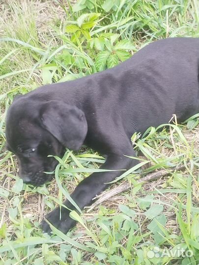 Щенки кане корсо