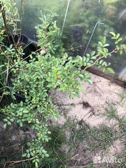 Розы в горшках