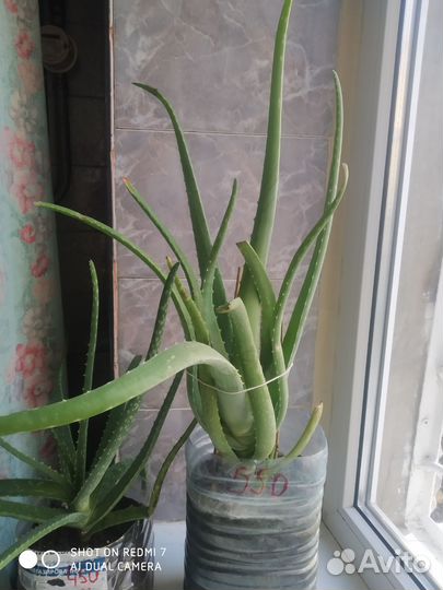 Столетник Алоэ Вера Взрослые цветы