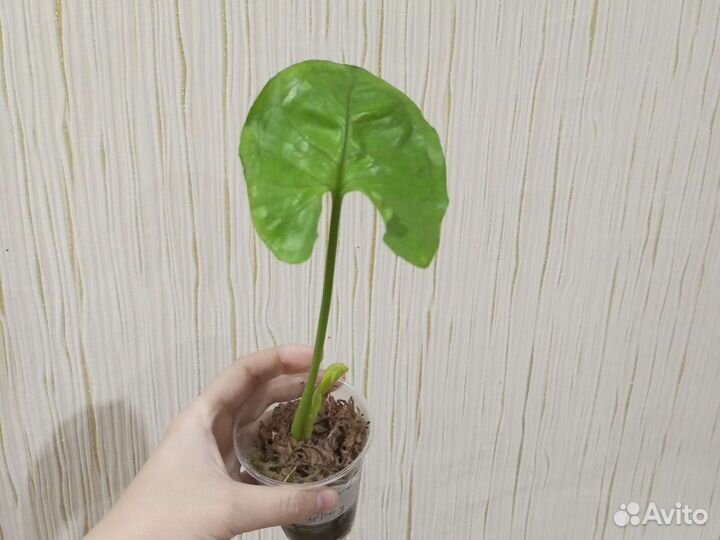 Сингониум Данг тонг рассами appoy и другие