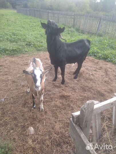 Козел нубийский козы