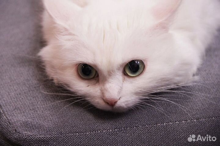 Кошка Вильде