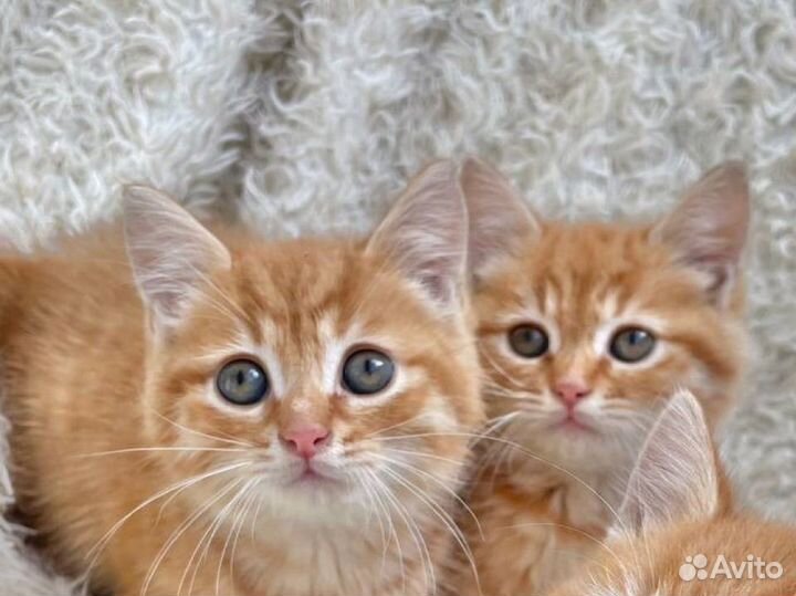 Котята шотландской кошки