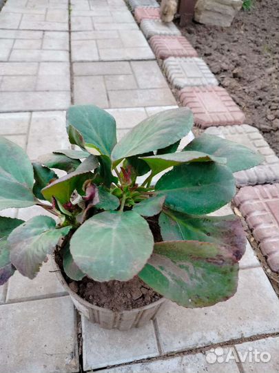 Бадан, хионодокса, каменная роза