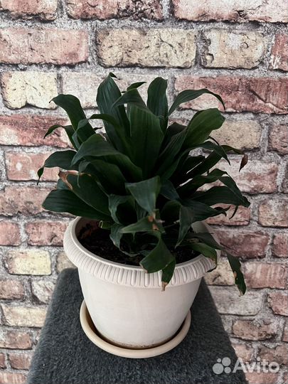 Комнатные растения Фикусы Драцены