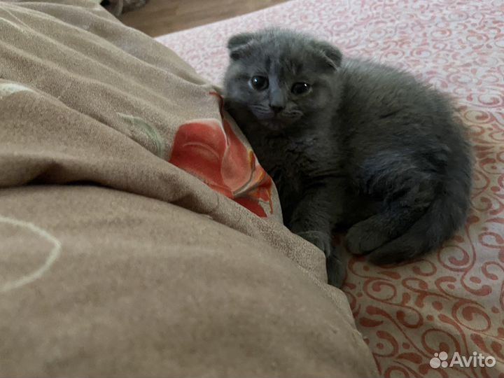 Шотландская вислоухая