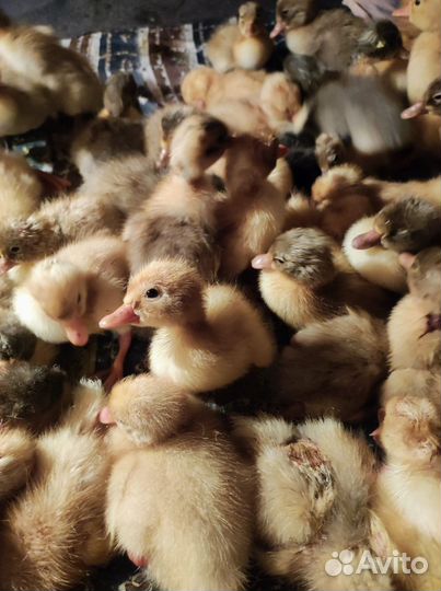 Утята Гусята