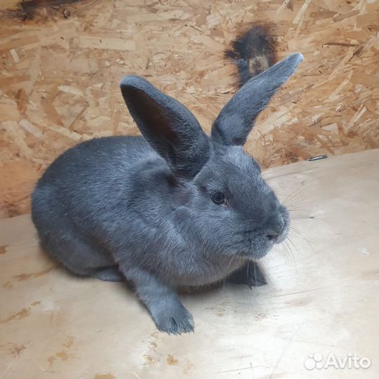 Чистопородные кролики