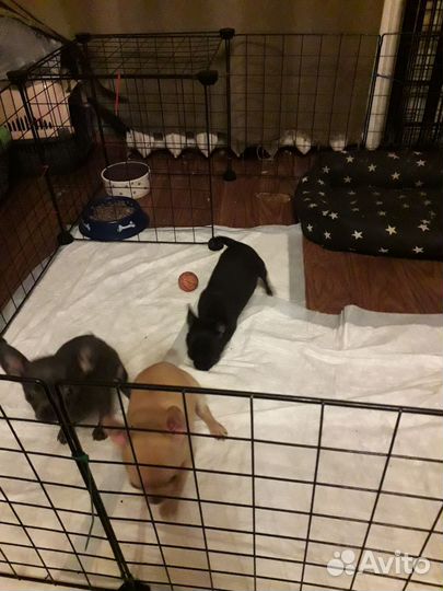 Девчушки озорницы