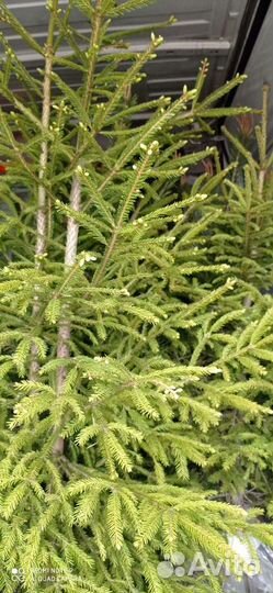 Саженцы сосны