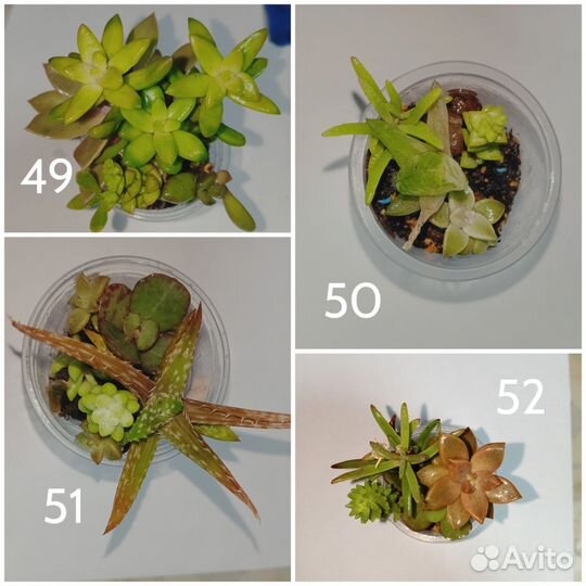 Комнатные растения и суккуленты