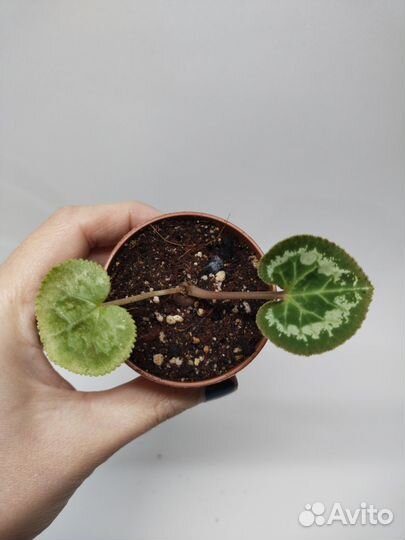 Цикламен персидский