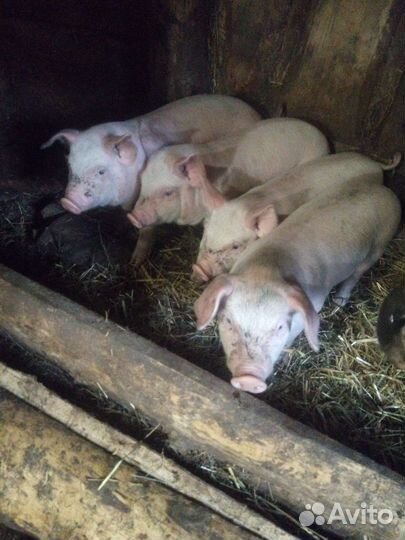 Поросенок помесь
