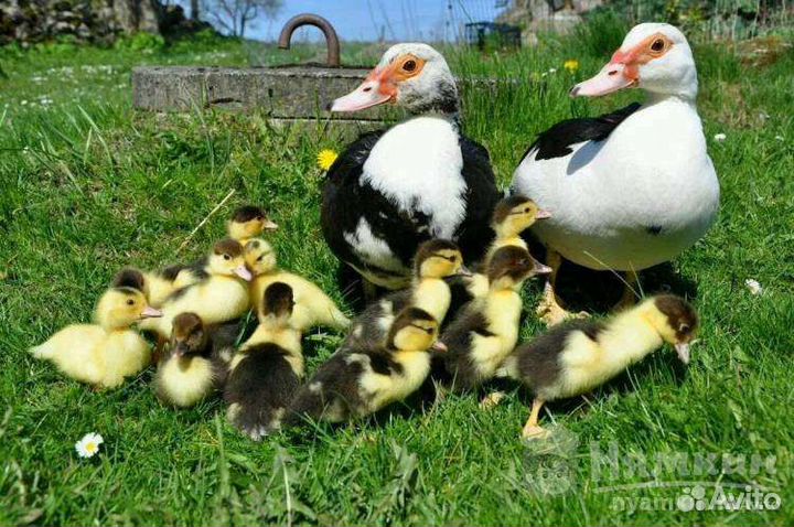 Индоутята суточные