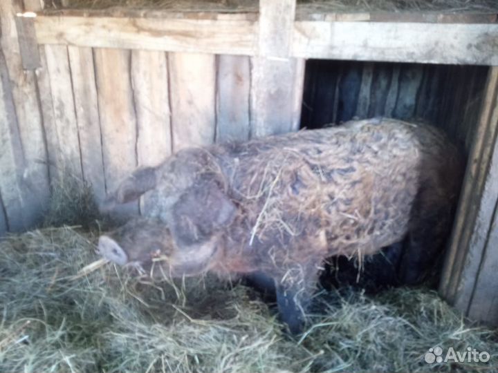 Кабан мангалица+дюрок