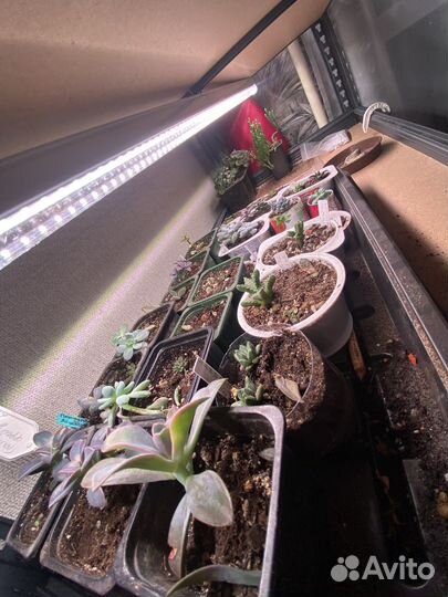 Суккуленты